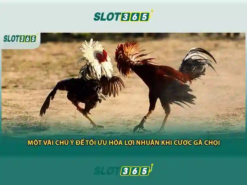 Chương trình khuyến mãi và tiền thưởng Slot365