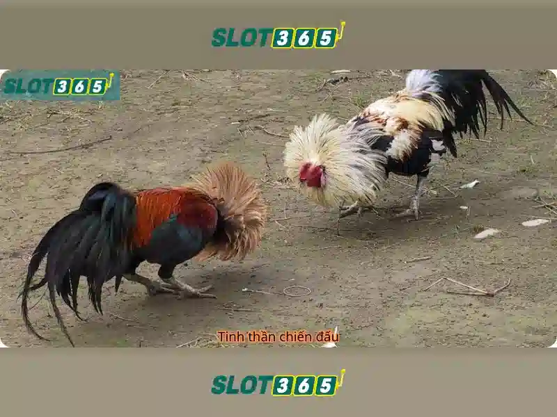 Slot365 – Nền tảng slot trực tuyến an toàn\n